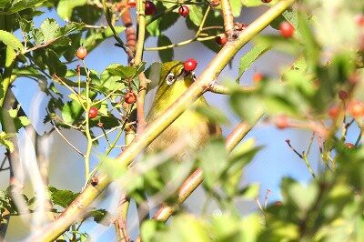 2025年2月8日の野鳥公園 : 東京港野鳥公園 レンジャーブログ