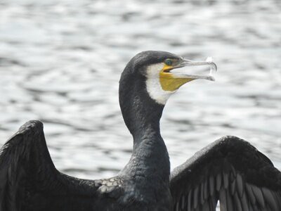 2025年7月6日の野鳥公園 : 東京港野鳥公園 レンジャーブログ