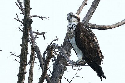 2024年12月11日の野鳥公園 : 東京港野鳥公園 レンジャーブログ