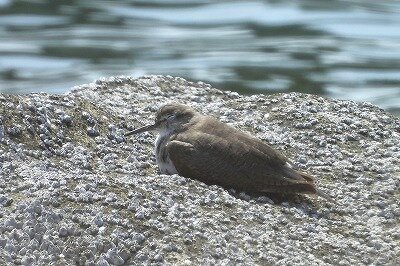 2026年4月14日の野鳥公園 : 東京港野鳥公園 レンジャーブログ