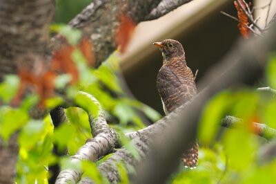 2025年10月10日の野鳥公園 : 東京港野鳥公園 レンジャーブログ