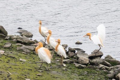 2025年5月24日の野鳥公園 : 東京港野鳥公園 レンジャーブログ