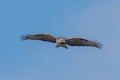 2026年2月22日の野鳥公園 : 東京港野鳥公園 レンジャーブログ
