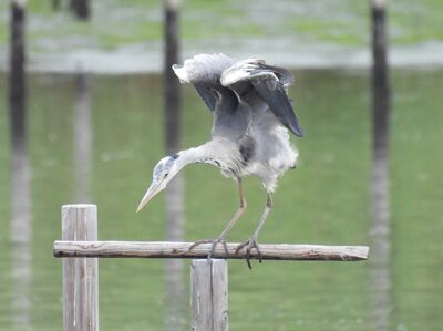 2026年5月31日の野鳥公園 : 東京港野鳥公園 レンジャーブログ