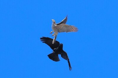 2026年3月7日の野鳥公園 : 東京港野鳥公園 レンジャーブログ