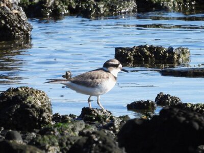2026年2月1日の野鳥公園 : 東京港野鳥公園 レンジャーブログ