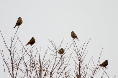 2024年1月20日の野鳥公園 : 東京港野鳥公園 レンジャーブログ