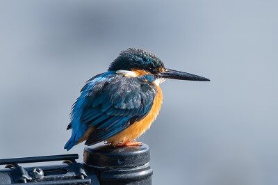 2026年2月10日の野鳥公園 : 東京港野鳥公園 レンジャーブログ