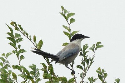 2025年8月7日の野鳥公園 : 東京港野鳥公園 レンジャーブログ