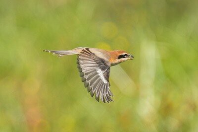 ネンネン鳥更新しました 2025年9月24日の野鳥公園 : 東京港野鳥公園 レンジャーブログ