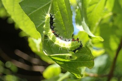 蛍光グリーンの巨大幼虫 横浜自然観察の森 いきもののにぎわいのある森ブログ