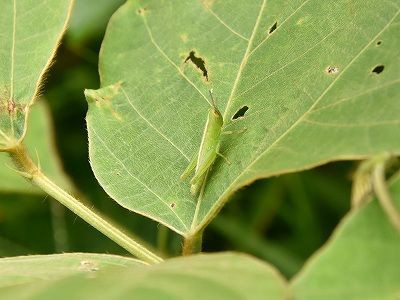 小さなバッタたち 横浜自然観察の森 いきもののにぎわいのある森ブログ