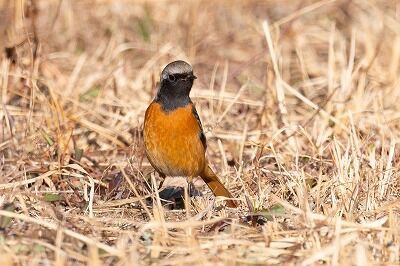 ピクニック広場に現れた2羽のジョウビタキ : 横浜自然観察の森