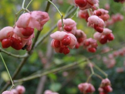 小鳥（山ぶどう）　ワイヤークラフト　蔓植物　半立体　蔓の実　木の実 小鳥（山ぶどう） ワイヤークラフト 蔓植物 半立体 蔓の実