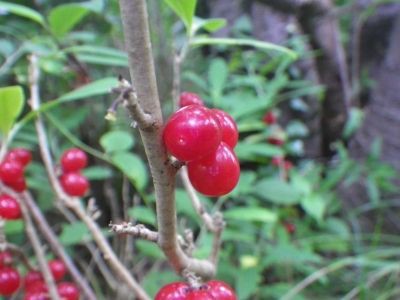 毒があったりなかったり 横浜自然観察の森 いきもののにぎわいのある森ブログ