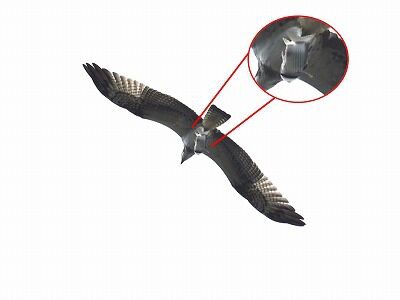 秋の渡り鳥でにぎわっています : 横浜自然観察の森 いきもののにぎわい