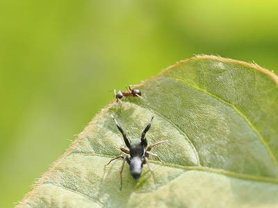 ご馳走を目の前に 横浜自然観察の森 いきもののにぎわいのある森ブログ
