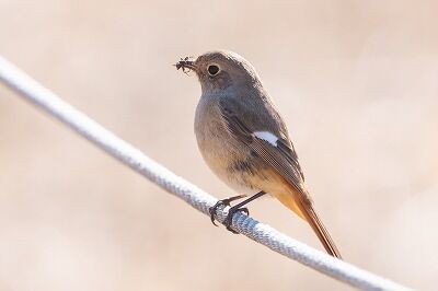 ピクニック広場に現れた2羽のジョウビタキ : 横浜自然観察の森