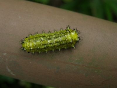 イラガにご注意 横浜自然観察の森 いきもののにぎわいのある森ブログ