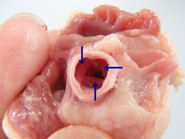 トリの心臓の解剖 １ やや画像注意 Web247
