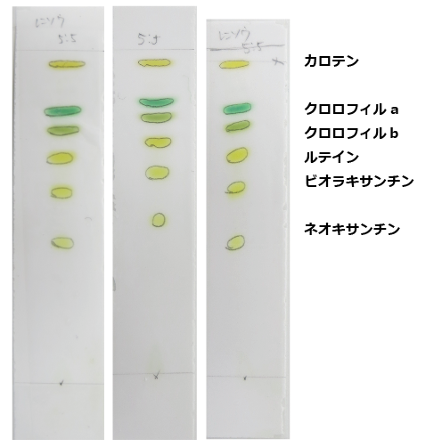 驚きの値段 光合成色素分離セット 5人分 Tlc 5 Ds