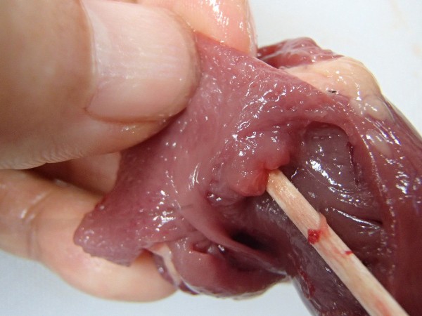 トリの心臓の解剖 １ やや画像注意 Web247