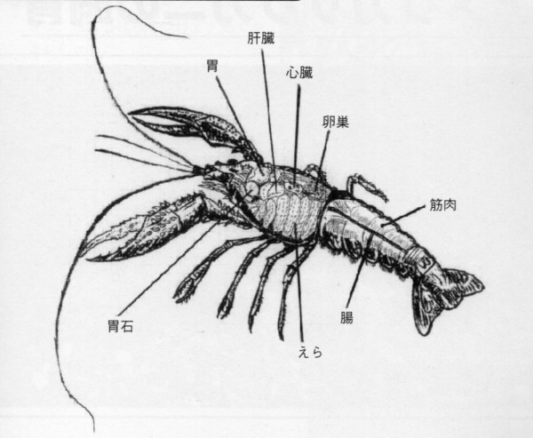 ヤドカリの解剖 Web247