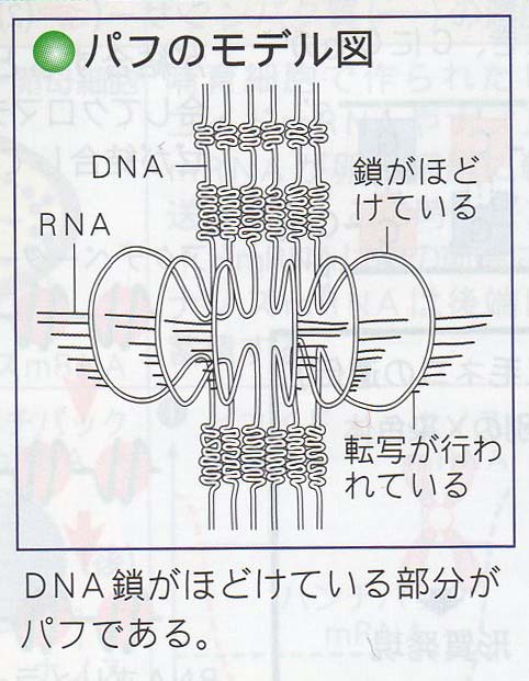 パフ問題 Web247