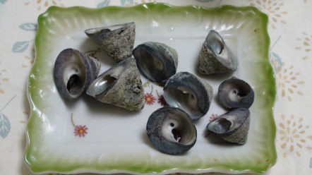 東京で食べられる熱海グルメシリーズ シッタカ貝 事件記者クマゼミの 週刊熱海 編集室