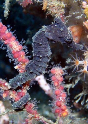 海洋報告 アサムラマリン新狭山店のつぶやき