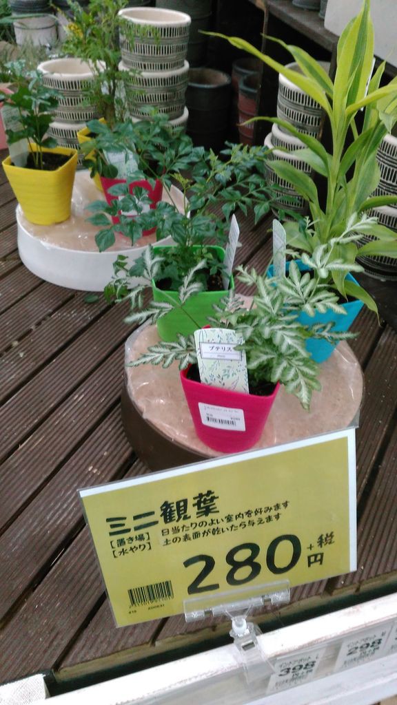 ミニ観葉植物入荷しました 綿半スーパーセンター 松本芳川店ガーデンブログ
