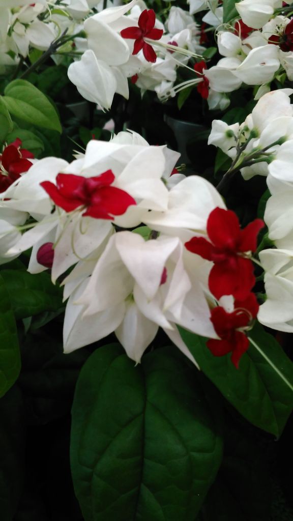 赤と白のコントラストがとても可愛らしいですね 綿半ホームエイド 檀田店ガーデンブログ