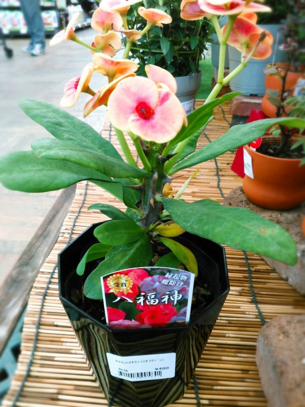 八福神 綿半ホームエイド 檀田店ガーデンブログ