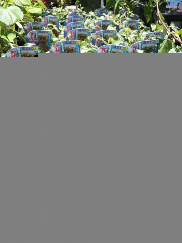 6 11 観葉あさがお 夏だより 綿半スーパーセンター 諏訪店ガーデンブログ