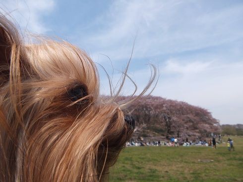 横浜山手エリア 根岸森林公園 港の見える丘公園 桜便り Keyword