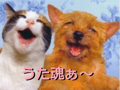 はまる 犬猫面白画像あれこれ Whitesnowdiamondのブログ