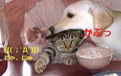 はまる 犬猫面白画像あれこれ Whitesnowdiamondのブログ