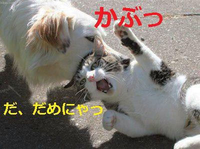 はまる 犬猫面白画像あれこれ Whitesnowdiamondのブログ