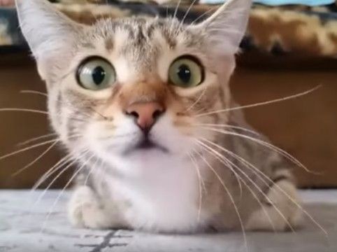挙動不審に ホラー映画を見る猫ちゃんのリアクションが最高ww 海外 怯えすぎ 何の映画だったんだろう シネマワールド 2ch