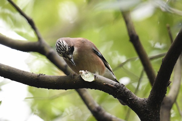 カケス : 日本全国の山・川・海に生息している野鳥達に会えるサイト