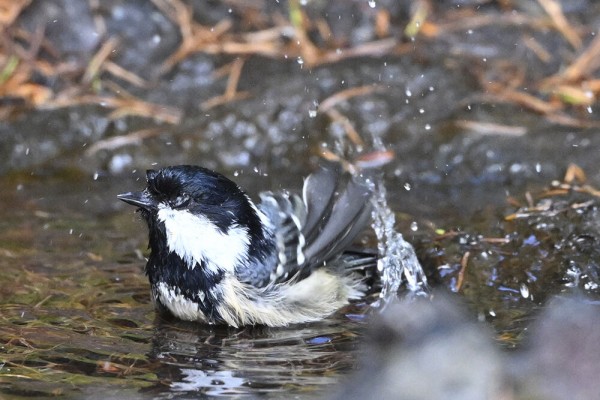 ヒガラ（オス）＆（メス）＆（幼鳥） : 日本全国の山・川・海に