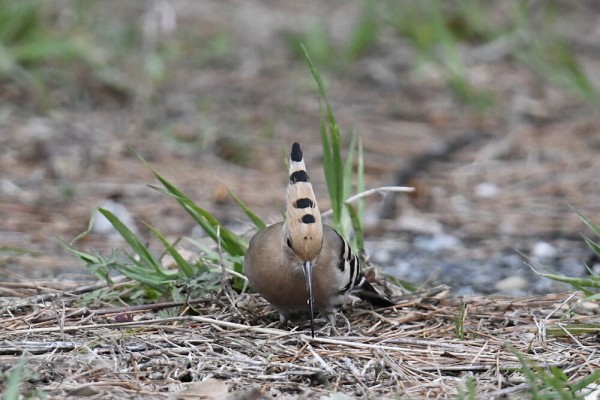 ヤツガシラ : 日本全国の山・川・海に生息している野鳥達に会えるサイト