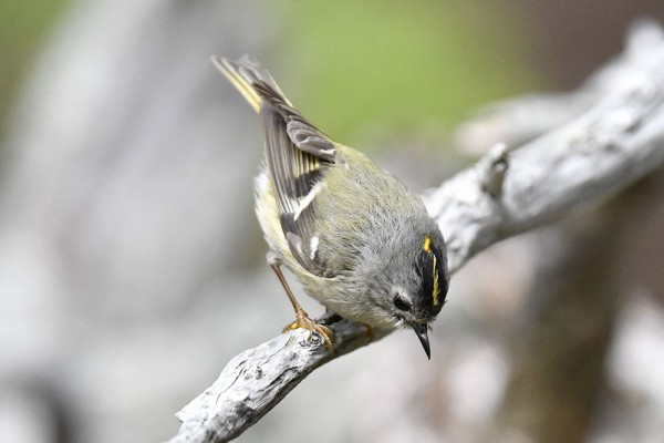 キクイタダキ（オス）＆（メス） : 日本全国の山・川・海に生息して