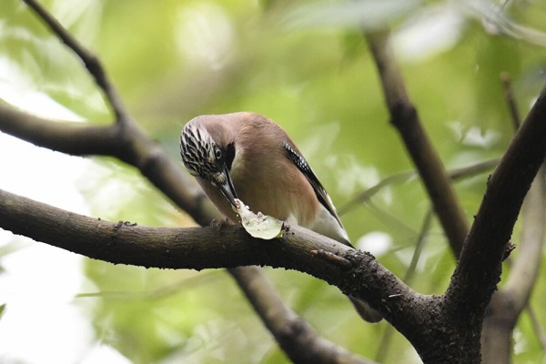 カケス : 日本全国の山・川・海に生息している野鳥達に会えるサイト