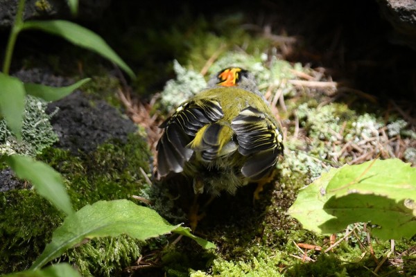 キクイタダキ（オス）＆（メス） : 日本全国の山・川・海に生息して