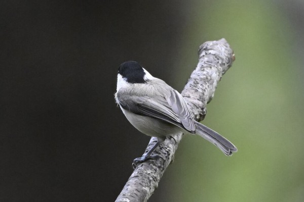 コガラ : 日本全国の山・川・海に生息している野鳥達に会えるサイト