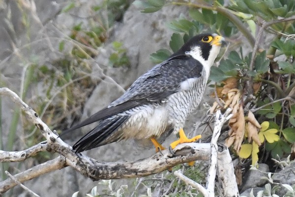 ハヤブサ オス メス 雛 日本全国の山 川 海に生息している野鳥達に会えるサイト ハヤブサ オス メス 雛 日本全国の山 川 海に生息している野鳥達に会えるサイト