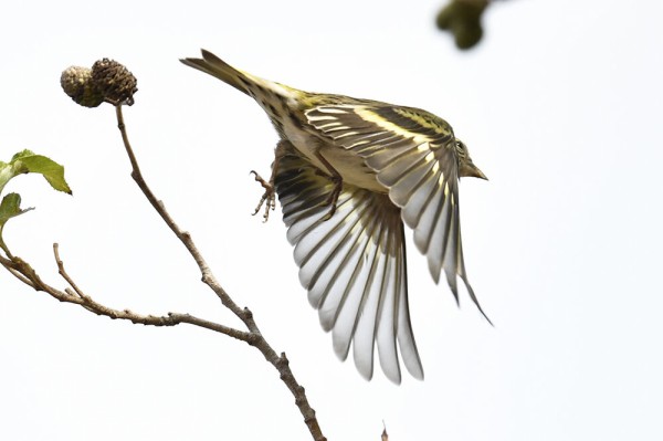 マヒワ（オス）＆（メス） : 日本全国の山・川・海に生息している野鳥