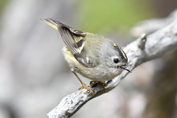 キクイタダキ（オス）＆（メス） : 日本全国の山・川・海に生息して