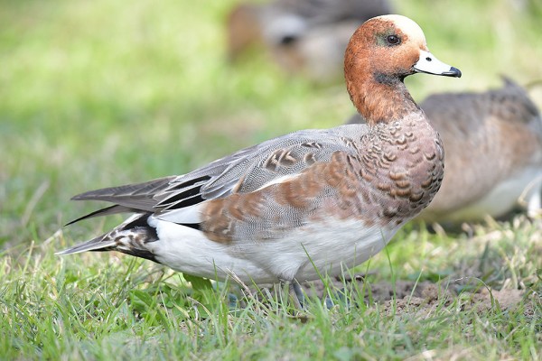 ヒドリガモ オス メス 日本全国の山 川 海に生息している野鳥達に会えるサイト